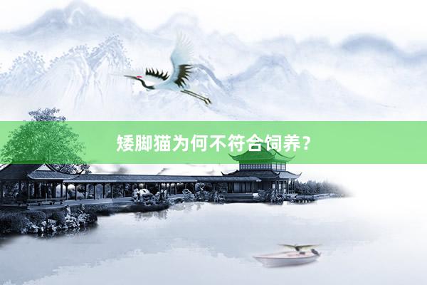 矮脚猫为何不符合饲养？