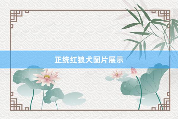 正统红狼犬图片展示